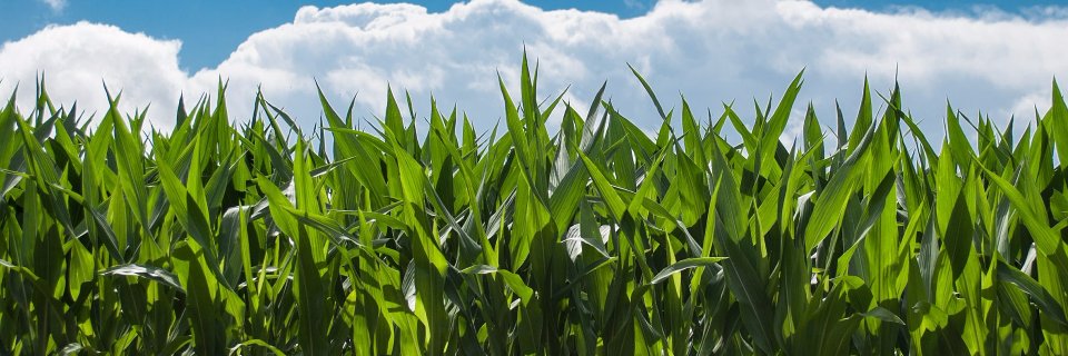 Feed The Dialogue banner