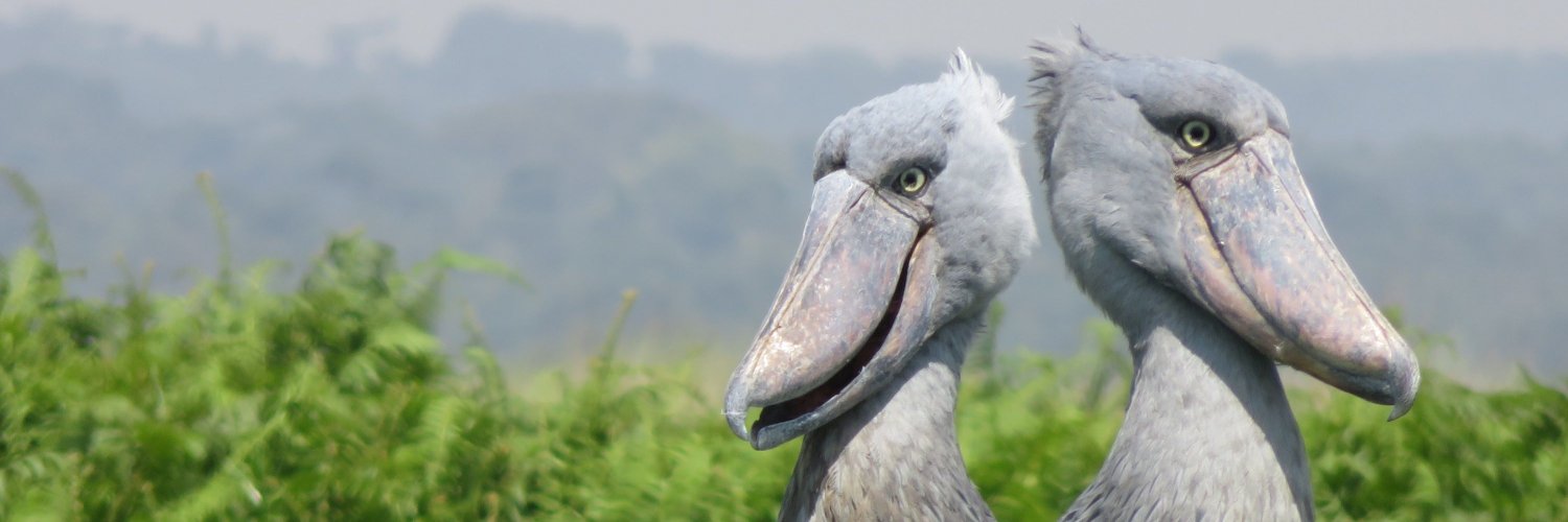 ShoebillStork's banner