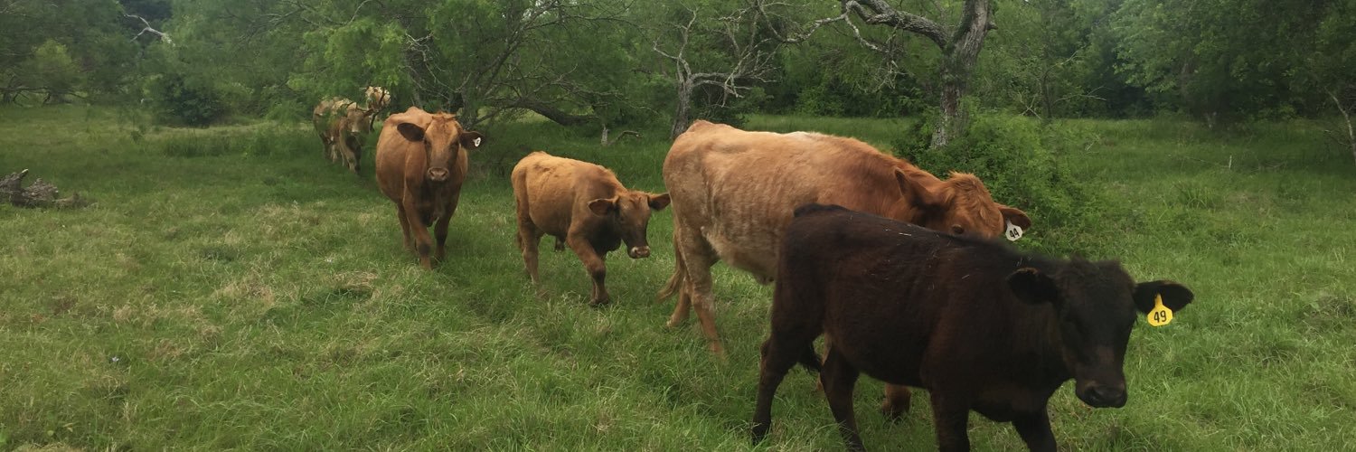 Bastrop Cattle Co banner