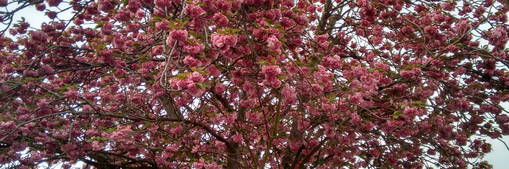 Dr Raquel Cuevas 🌈 banner