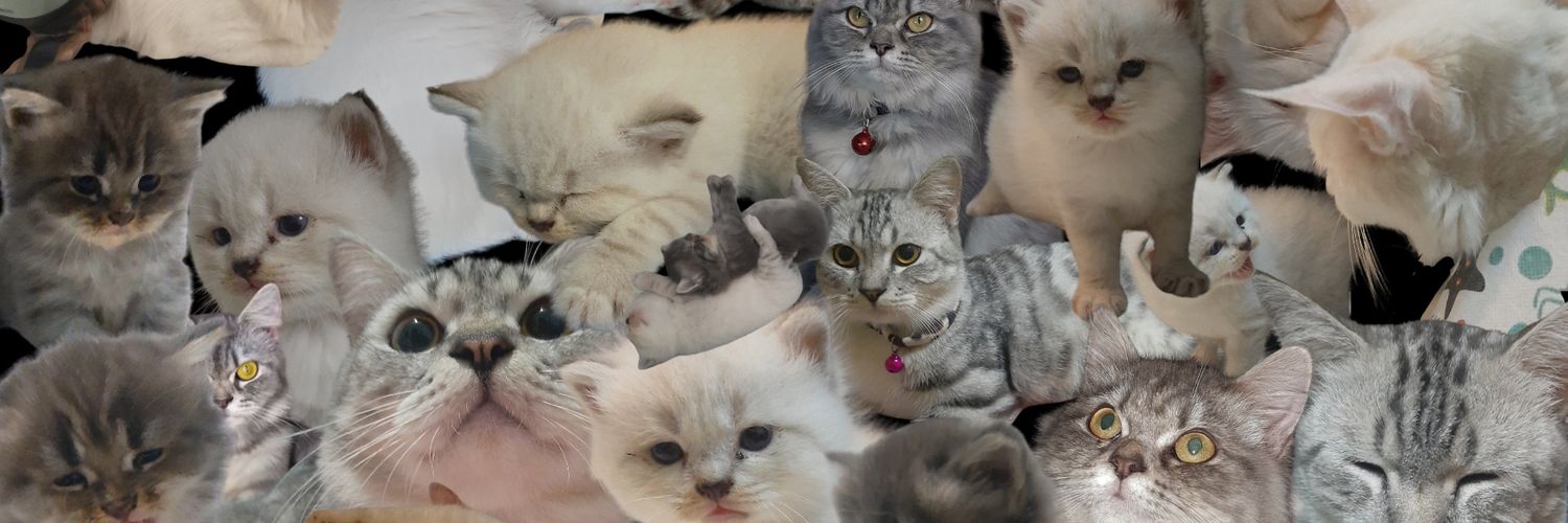 ubi cilembu🍠 banner