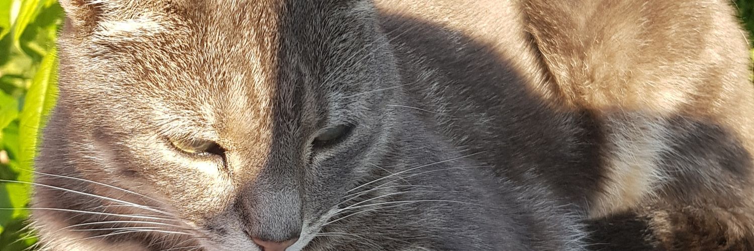 katielightdaly's profile banner image
