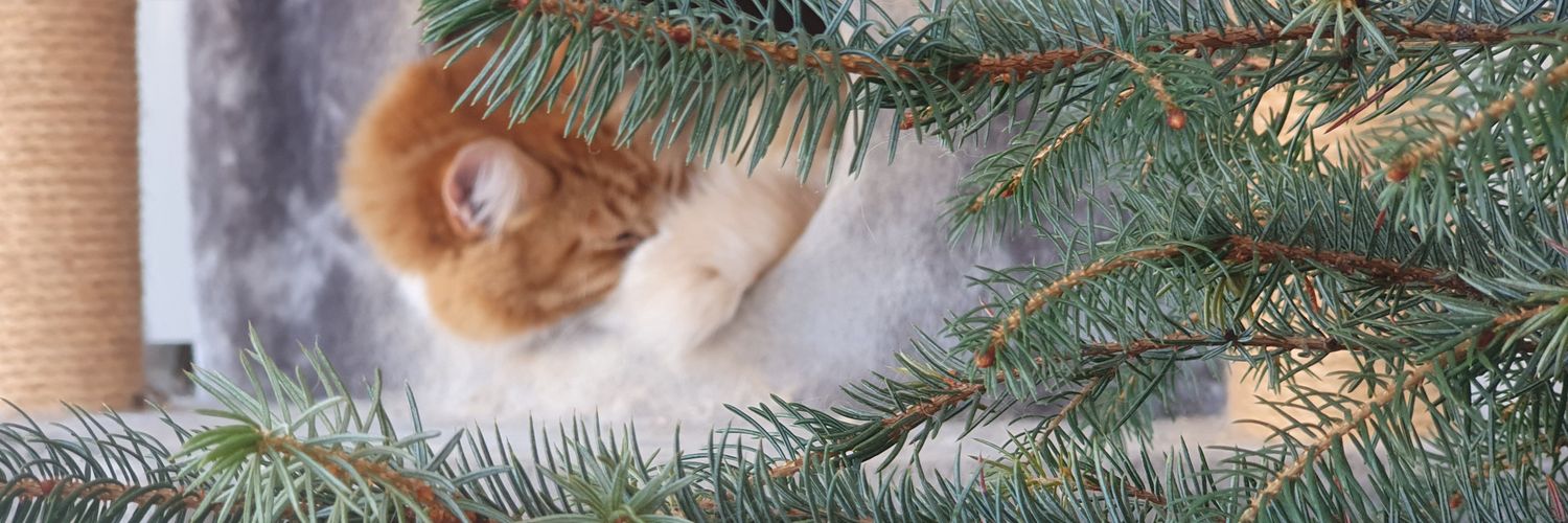 Lannah le Fey banner