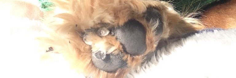 dessacierto's profile banner image
