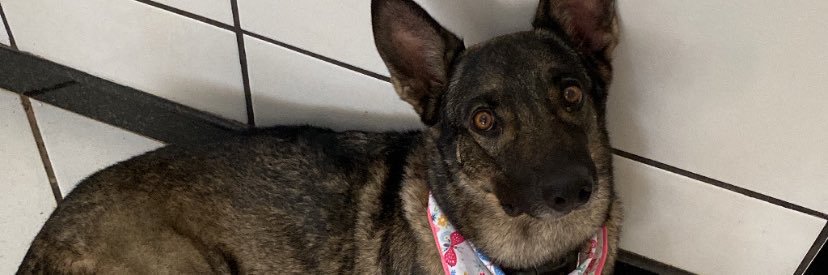 binhafox's profile banner image