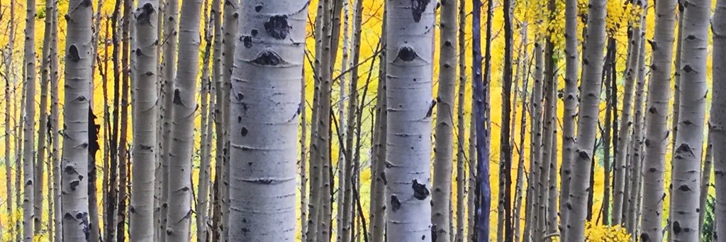 AmyMac22's profile banner image