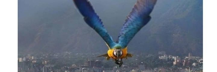 AFL1704's profile banner image