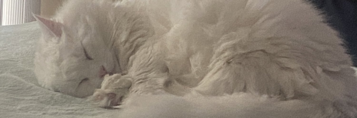 Ashley 🏳️‍⚧️ banner