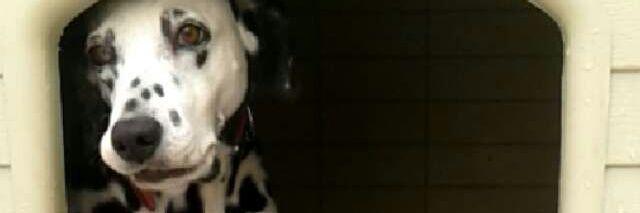 miispee's profile banner image