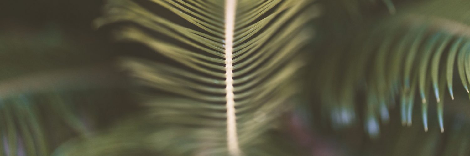lexiiibug's profile banner image