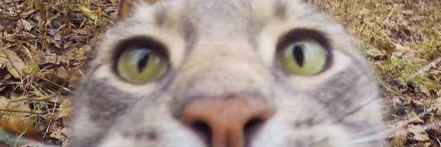 castro565's profile banner image