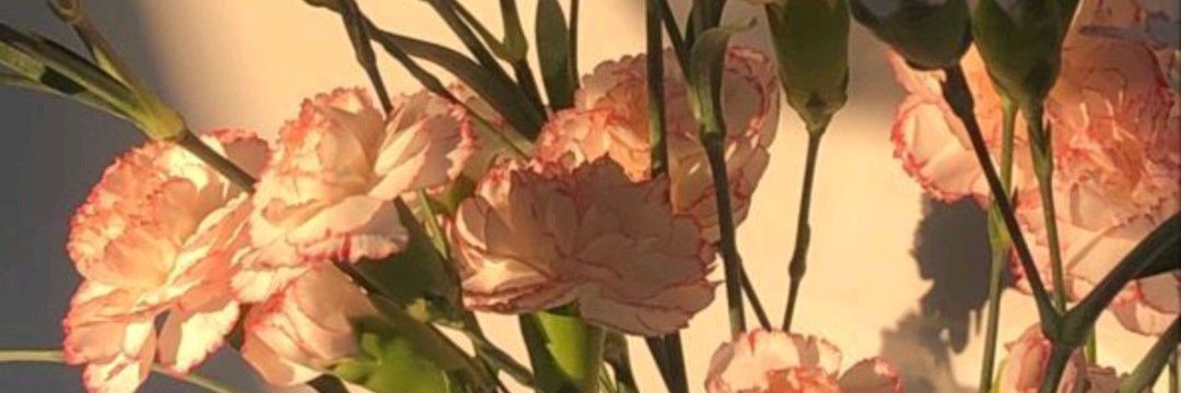 Clarktty_'s profile banner image