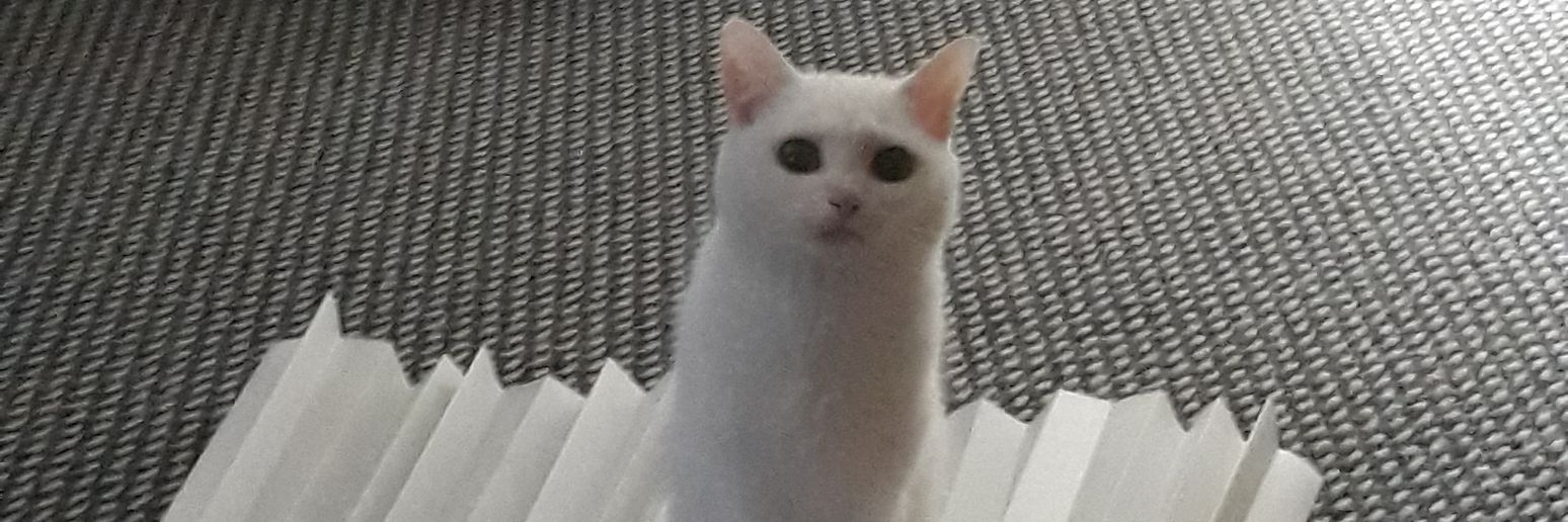 Berny/Bernadette🏴󠁧󠁢󠁳󠁣󠁴󠁿💚🙋‍♀️☮️🕊❤️🦉🦚🐿 banner