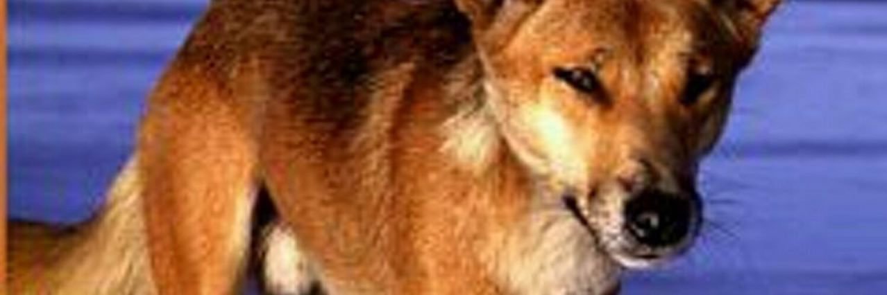 DidgeDingo's profile banner image