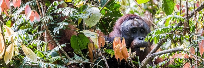 Global Conservation banner