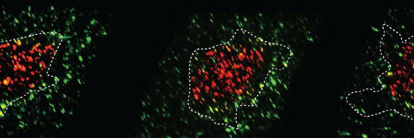 Catarina R Almeida banner