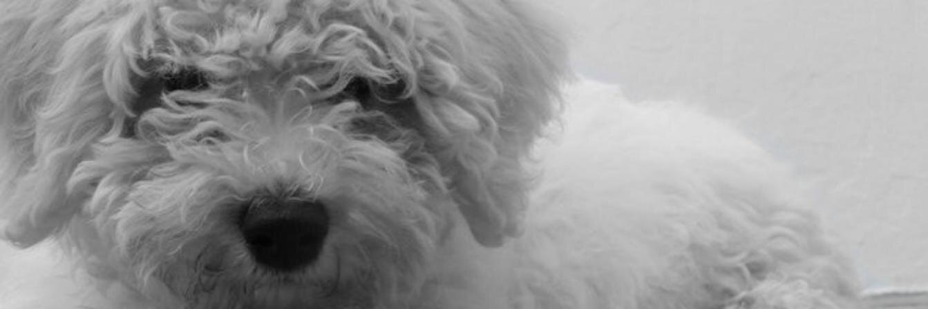 AnaDF82's profile banner image