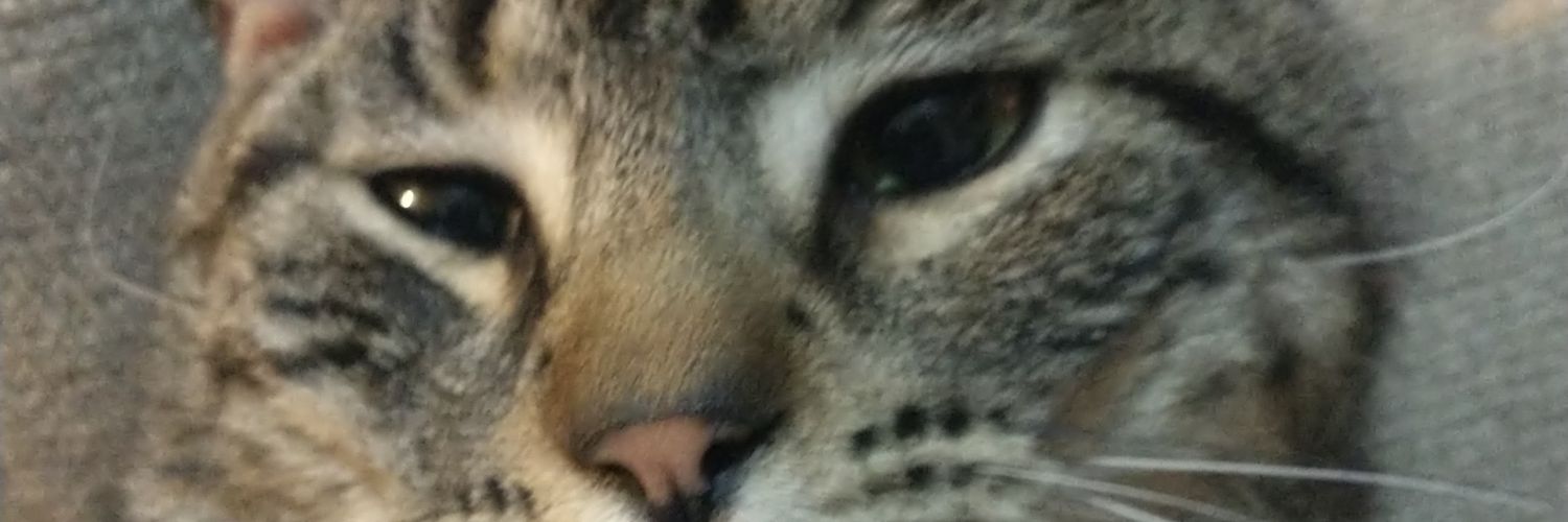 vickimarce's profile banner image
