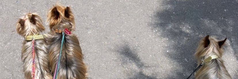 jazchrd's profile banner image