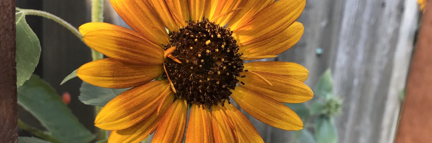 april ziegler 🌈🌻 banner