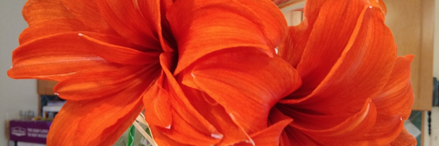 AnnaFromA2's profile banner image