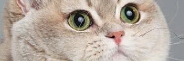 G 💜 banner
