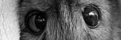 thainapeer's profile banner image