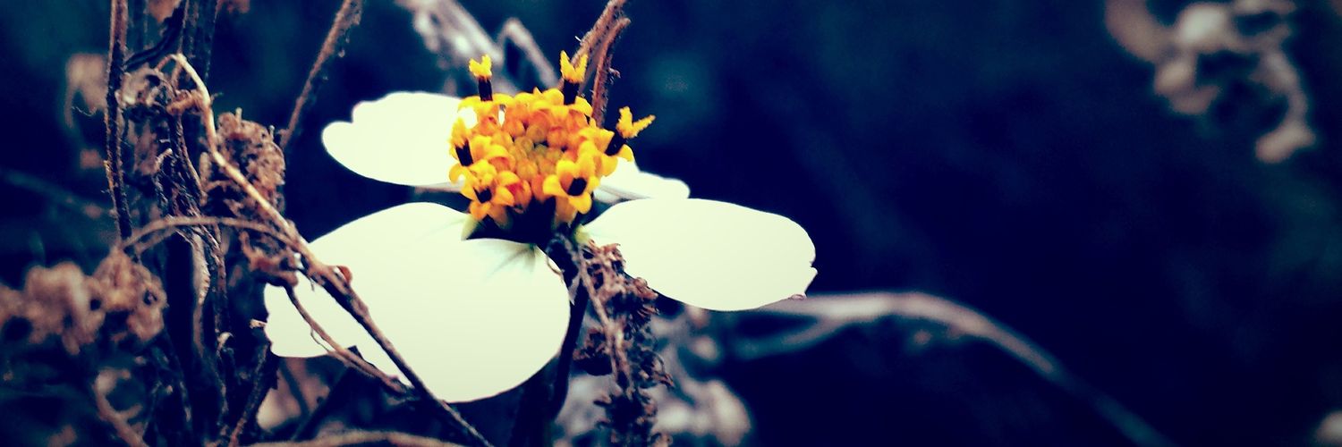 Eddsait's profile banner image