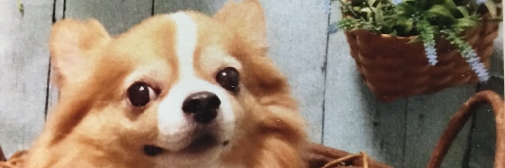 TooraMoo's profile banner image