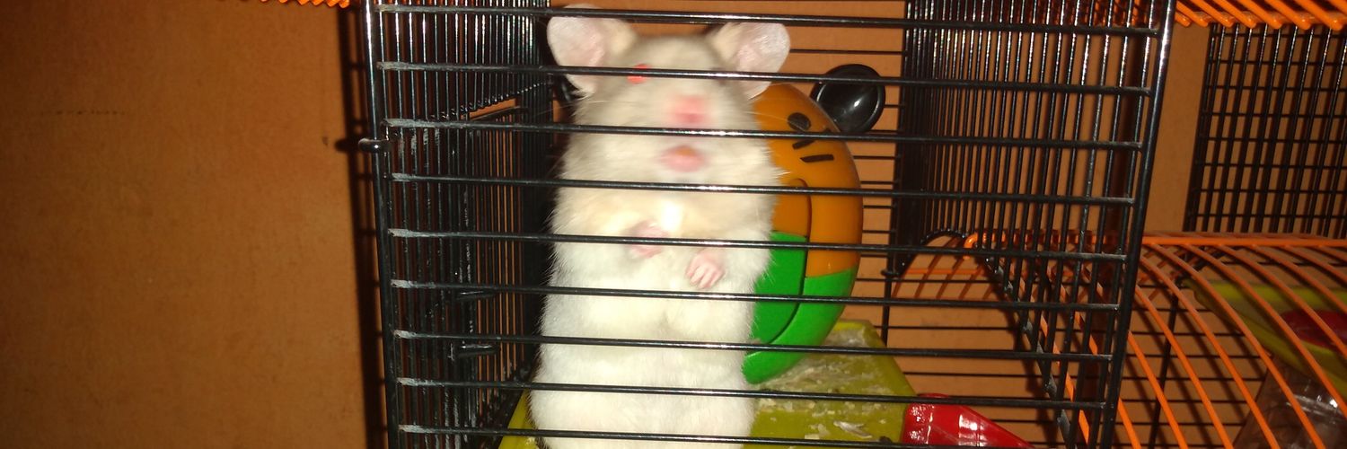 Hamster banner