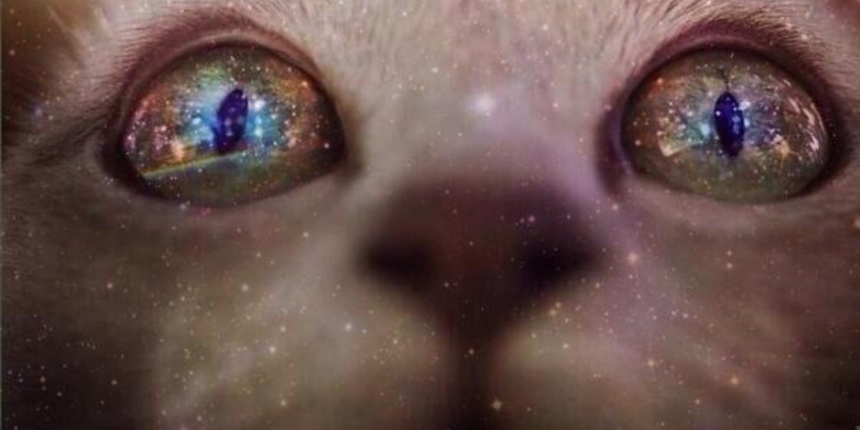 SillyPoca's profile banner image