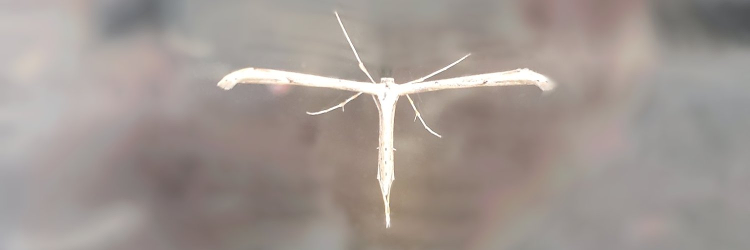 el 🦤🌫️ in limbo banner