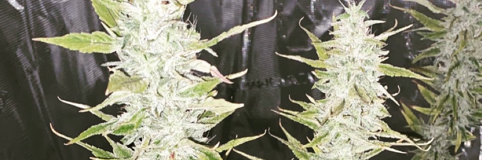 JohnnaMoser's profile banner image