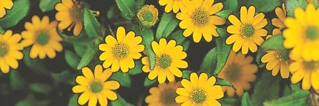 Dr. Sheli Porter🌻 banner