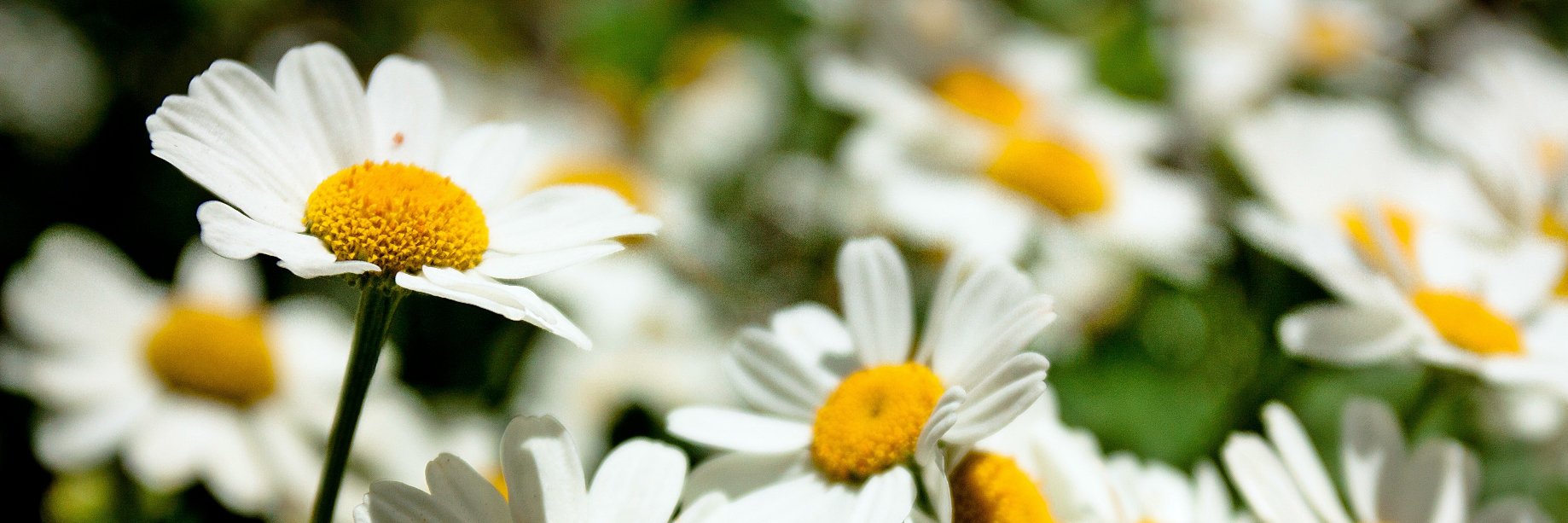CyTriccs's profile banner image