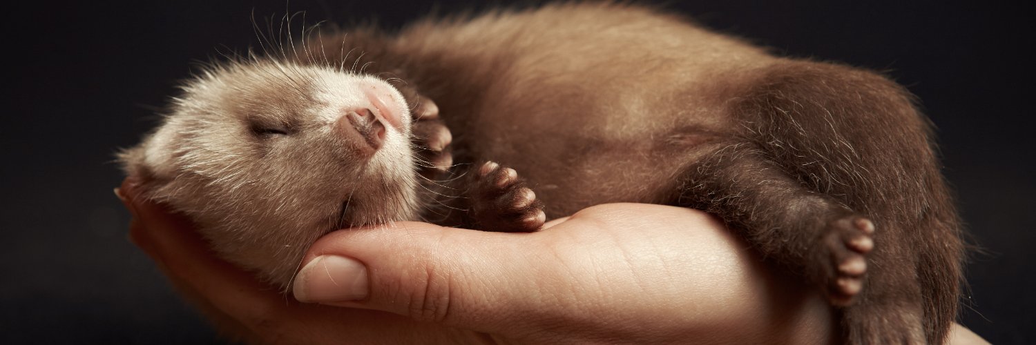 FerretWorld's profile banner image