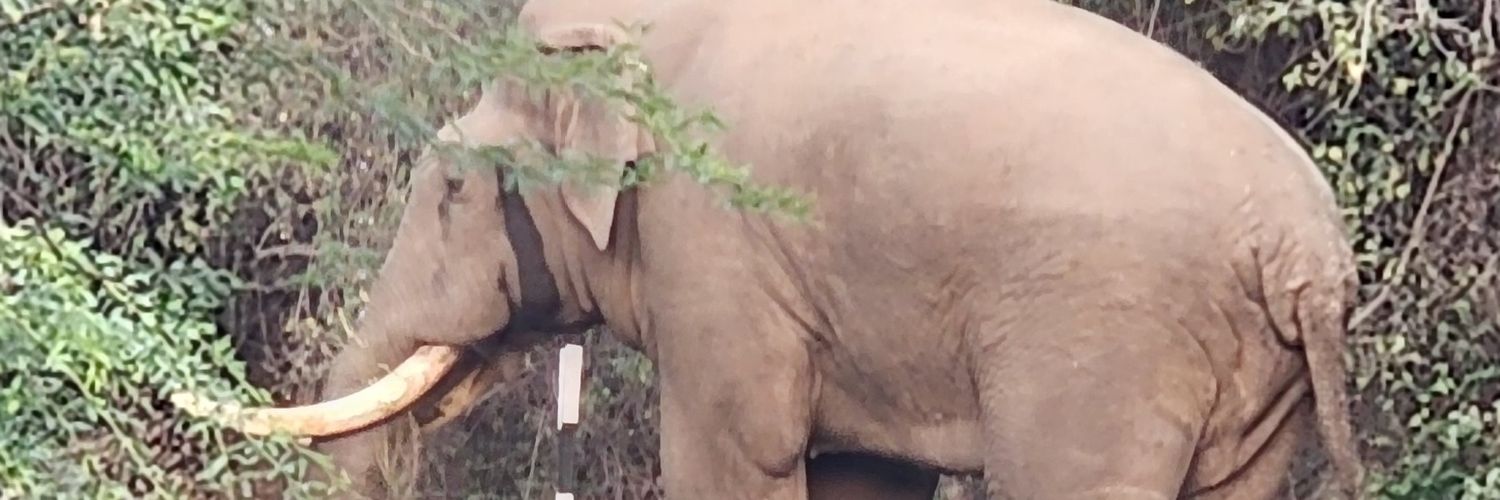 madhukec's profile banner image