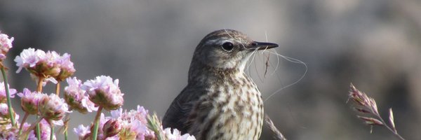 YeovilBirder Profile Banner
