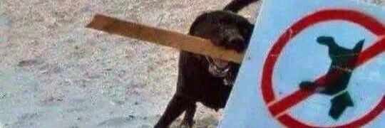imdoggnutty's profile banner image