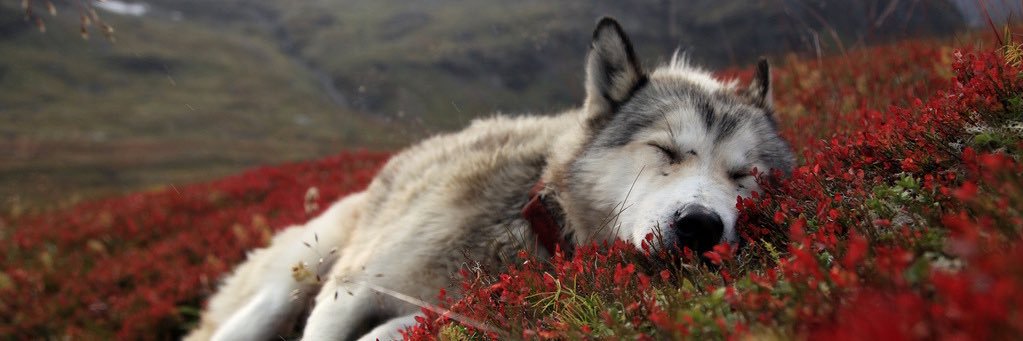Airwickk_'s profile banner image