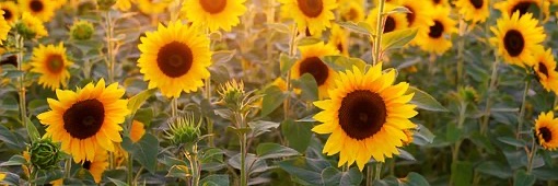 BellaMulata95's profile banner image