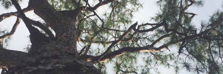 JemisonMorgan's profile banner image