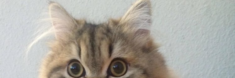 speederfig's profile banner image