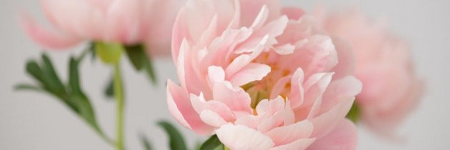 lovebugadri97's profile banner image
