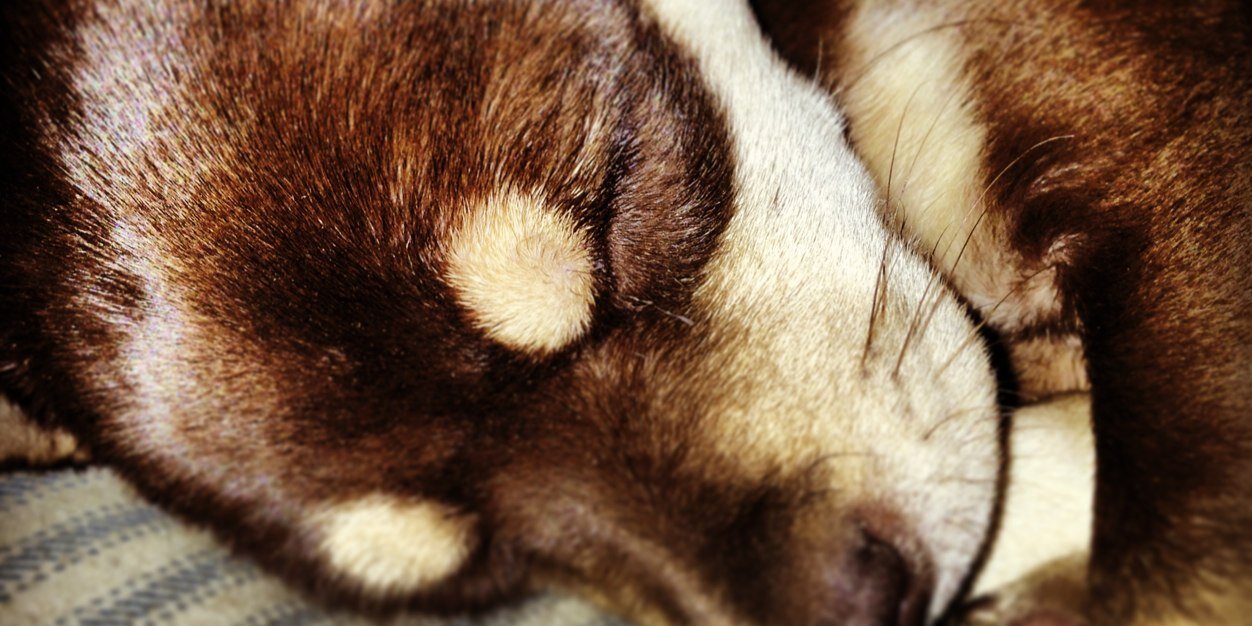 Samarria Brevard banner