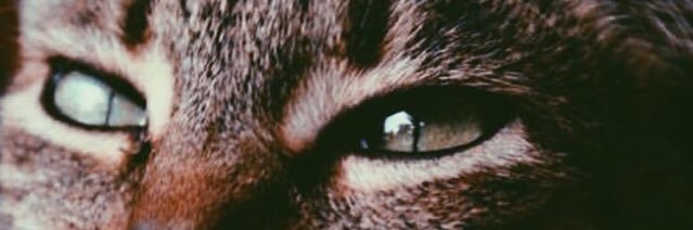 clarabescobar's profile banner image
