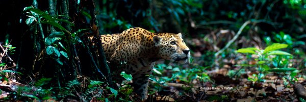 WWF_Peru Profile Banner