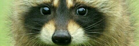 Luis 🇦🇷💙💛🐓🥁🥋🛸🐱 banner