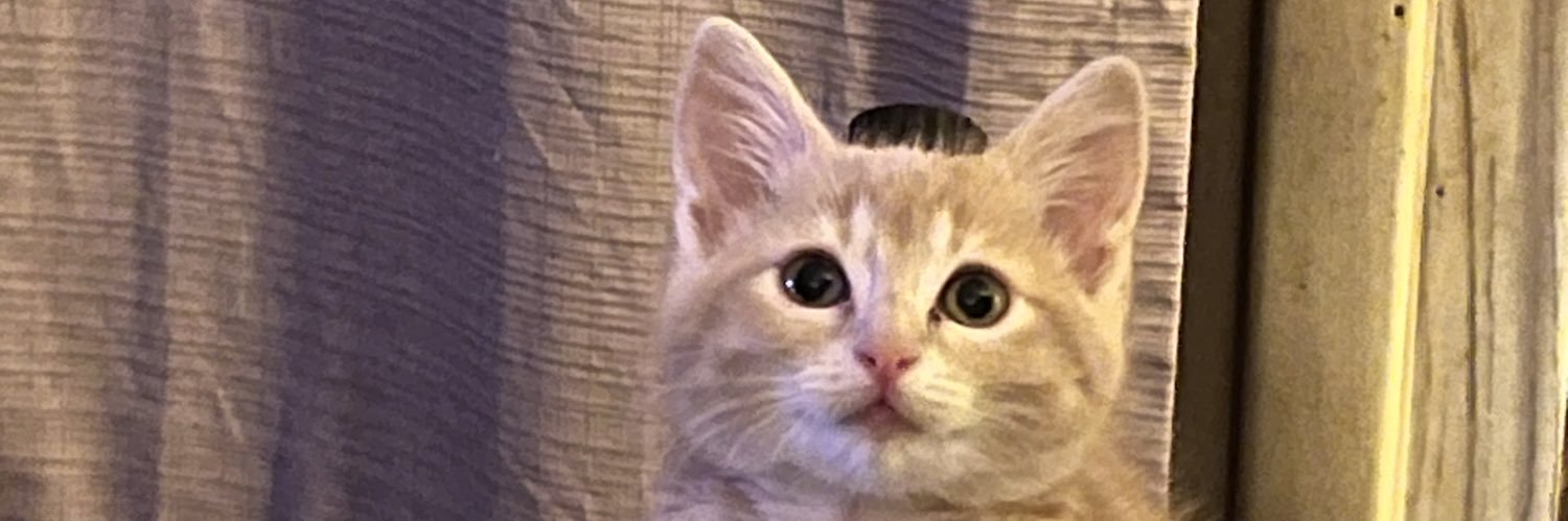 pizzatopping's profile banner image
