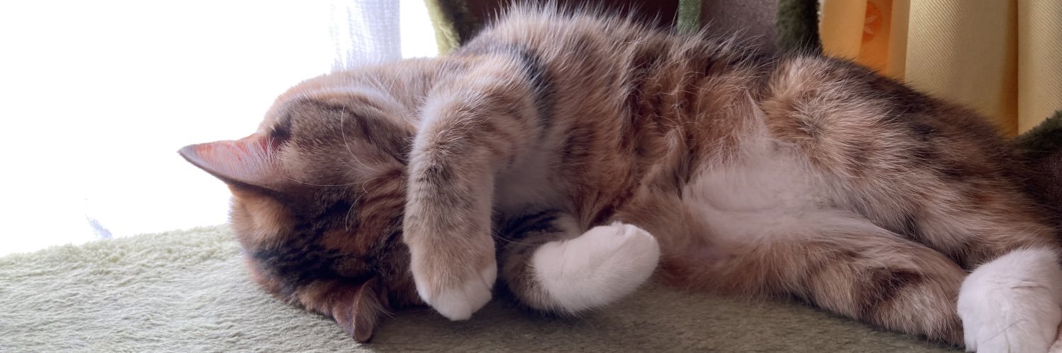 大茶トラ🍍🐈🦙 banner